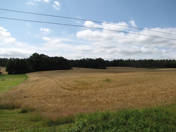 Arable land with field margins