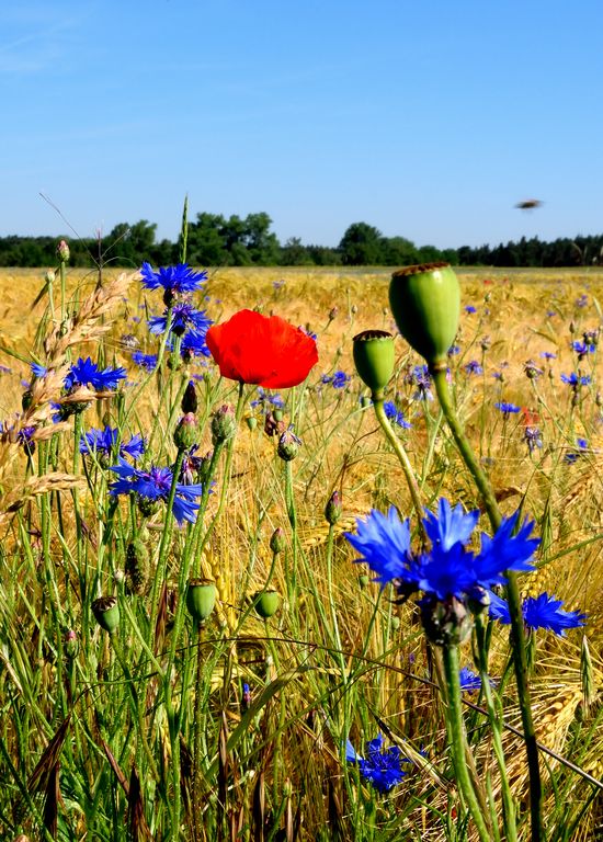 Poppy and corn flower in cereal field