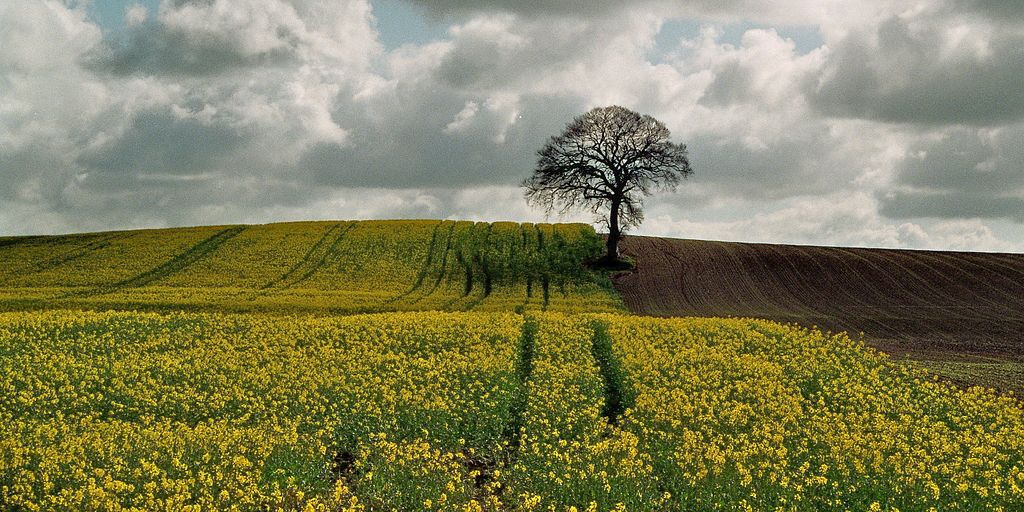 Blühendes Rapsfeld und frisch bestellter Acker. Zwischen den Feldern steht ein Baum.