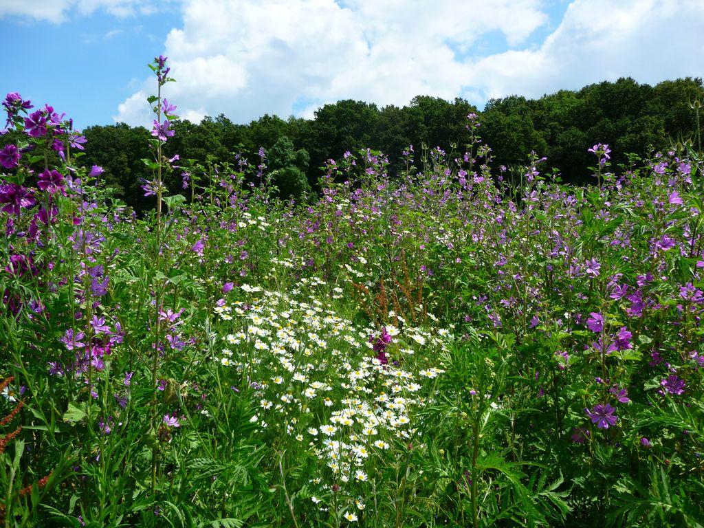 Eingesäte Blühfläche, dahinter Wald