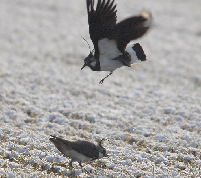 Courting lapwings on a snow covered field