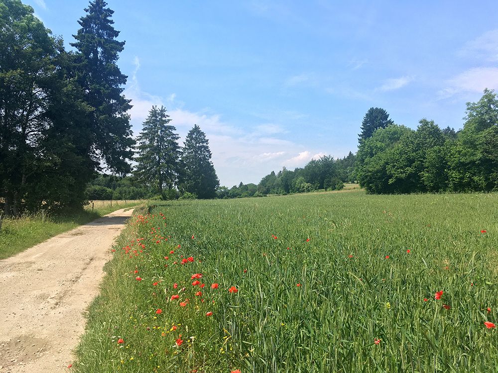 Extensive Agrarlandschaft