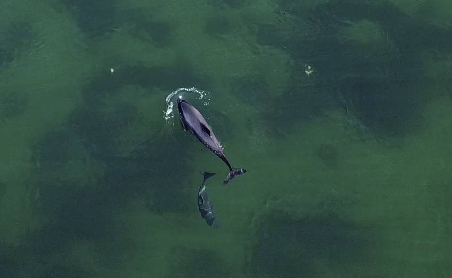 Ein Bild von oben auf zwei im Meer schwimmenden Schweinswale.