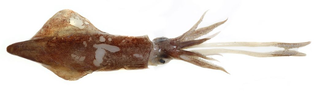 Foto von einem nordischen Kalmar (Loligo forbesii)