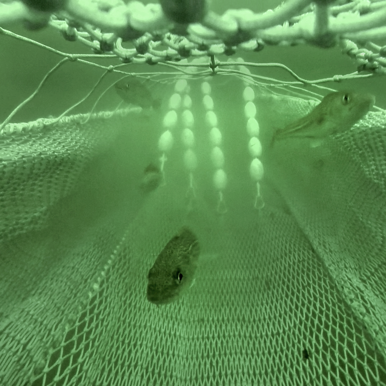 Innenansicht eines Schleppnetzes mit Leinen unter dem Fluchtfenster im hintersten Teil eines Schleppnetzes (dem Steert) zur Stimulation einer Fluchtreaktion von Dorschen