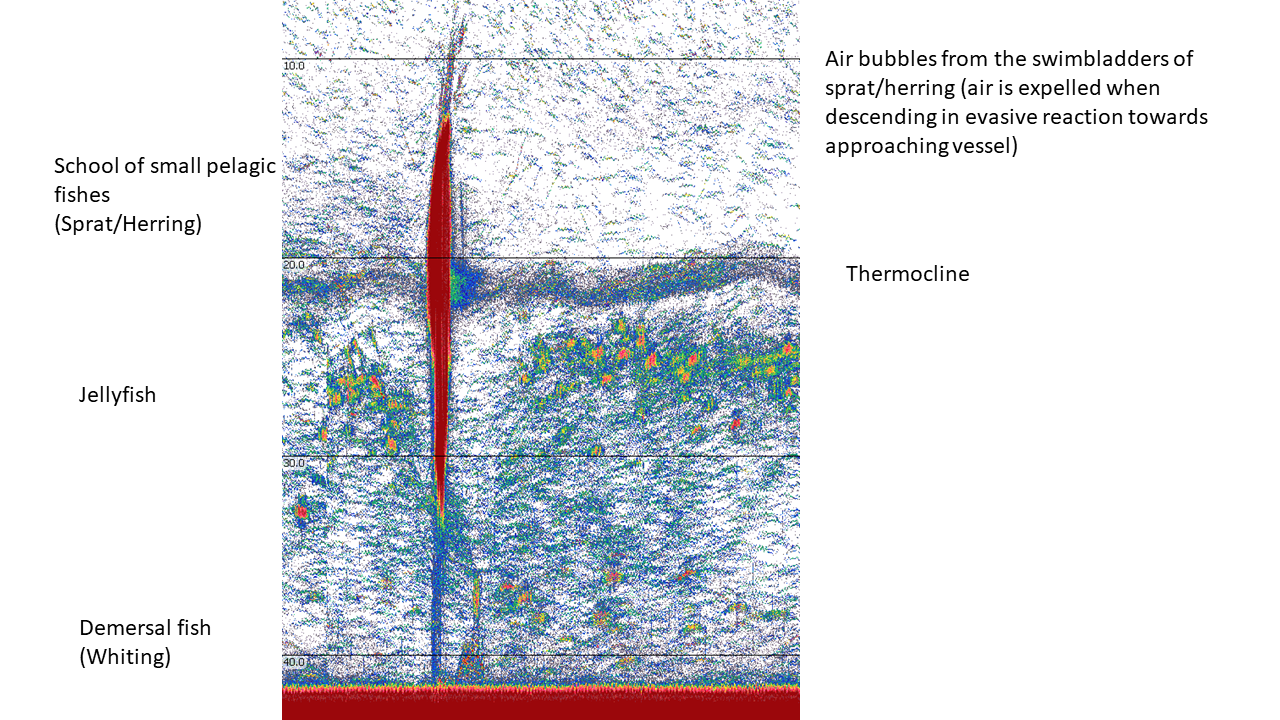 Example echogram of a school of fish Example echogram of a school of fish taken at the same time the minke whale was nearby: The school of fish can be seen as a large, dark red, spindle-shaped object in the image between about 10m and 30m depth. The thermocline can be seen as a blueish horizontal layer just below 20m water depth. Jellyfish that have gathered below the thermocline can be seen as orange-green "blobs". Rising air bubbles can also be clearly seen on the example echogram above the school.