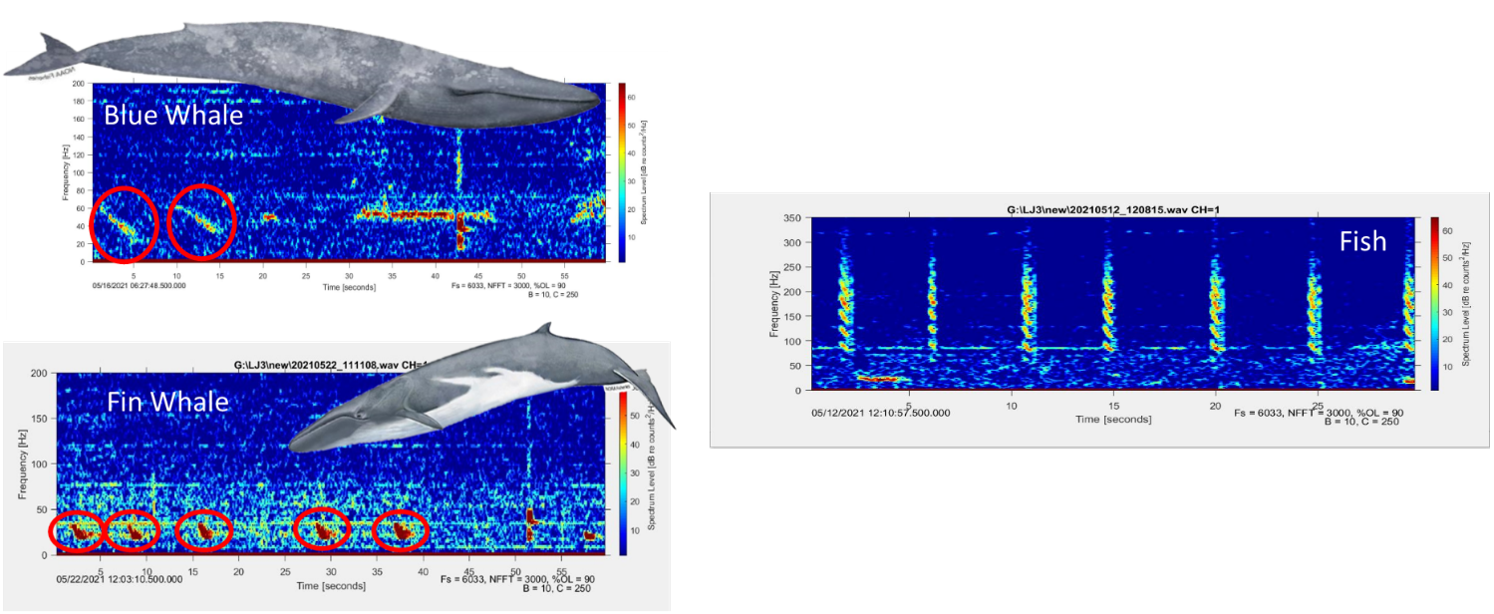 Typische passiv-akustische Aufnahmemuster von Blau- und Finnwalen, sowie von Fischen
