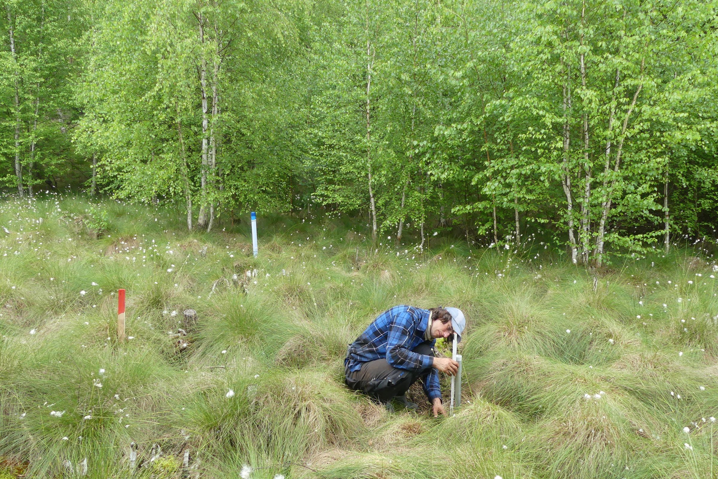 [Translate to English:] Measuring of the emerging part of a pole to determine changes in the peat surface elevation, which in future should serve to assess peat subsidence. Stromtrassenmoor near Spechthausen in Brandenburg.
