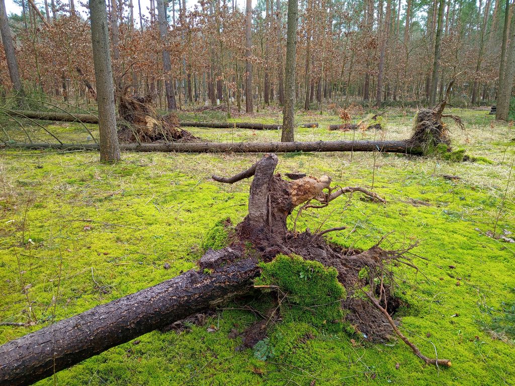 Nach dem Sturm entwurzelet Kiefern in einem Kiefernbestand mit Buchenunterbau.
