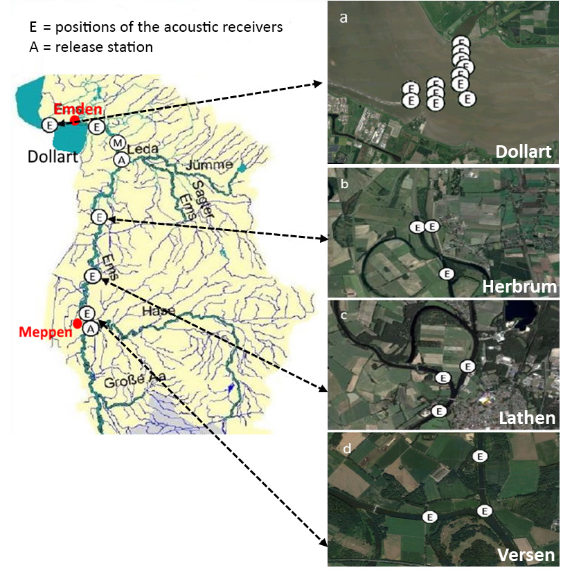 Overview of the study area with positions of the trapping station (M), release station (A) and the positions of the acoustic receivers (E)
