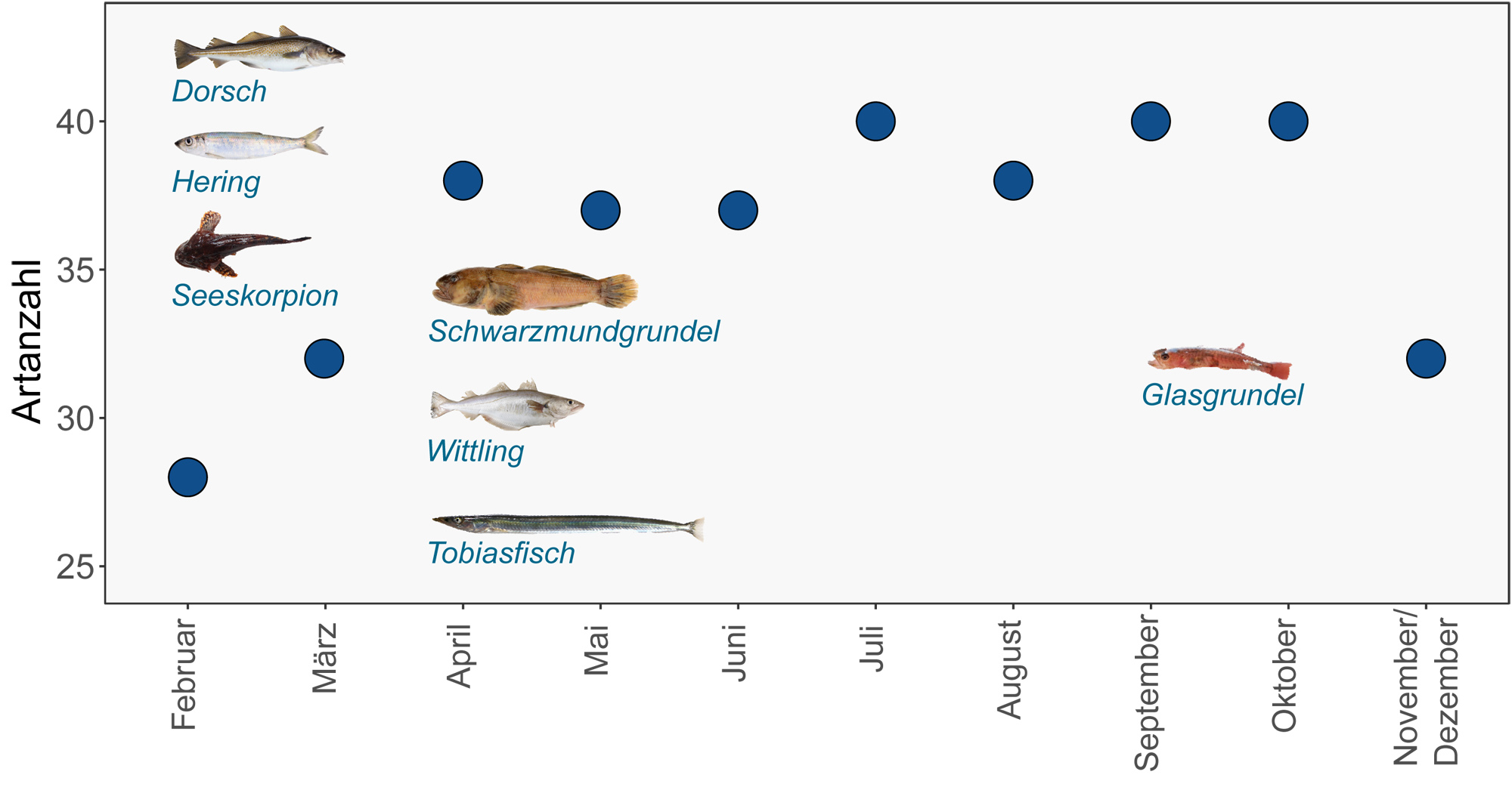 Grafik zum Auftreten verschiedener Arten von Küstenfischen an der Ostseeküste von Schleswig-Holstein im Jahresverlauf.