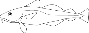 Eine Zeichnung eines Kabeljau