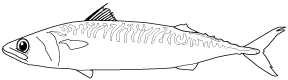 Eine Zeichnung einer Makrele