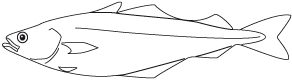 Eine Zeichnung eines Seelachs