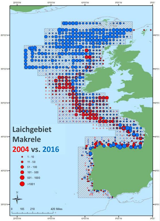 Karte mit dem Auftreten und Häufigkeit von Makreleneiern in Planktonfängen 2004 und 2016 von der Biskaya und den Gewässern nördlich von Schottland: Die Grafik zeigt eine Verlagerung nach Norden.