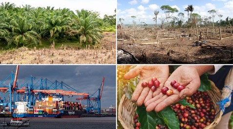 Collage aus vier Bildern: Ölpalmen, Kahlschlagflächen, Überseehandel und Kaffeefrüchte..