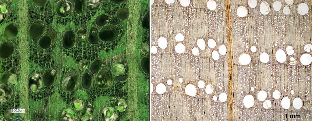 Das zweigeteilte Bild zeigt links die  mikroskopischen Strukturmerkmale einer gescannten Oberfläche einer Holzkohleprobe, und rechts das mikroskopische Bild einer Querschnittaufnahme der Weißeiche.