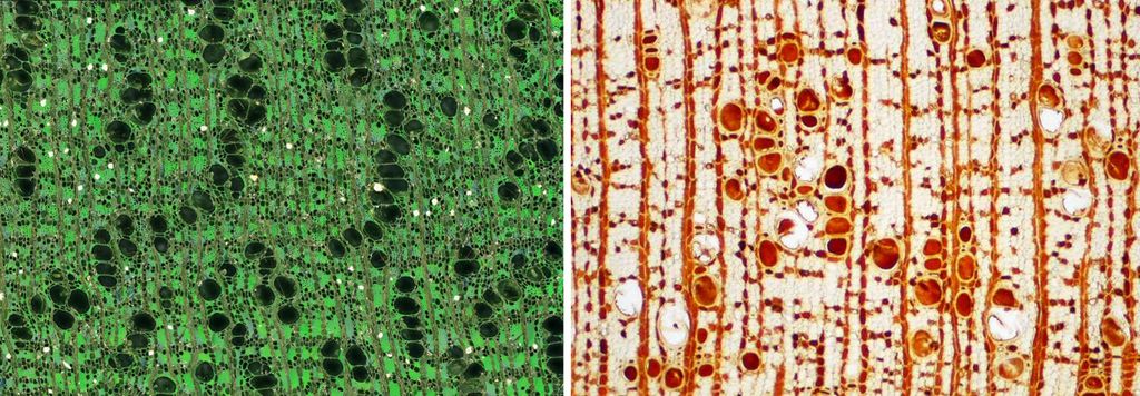 Das zweigeteilte Bild zeigt links die mikroskopischen Strukturmerkmale einer gescannten Holzkohleprobe der Holzart Manilkara zapota und recht s iner Holzkohleprobe, und rechts als Referenz das mikroskopische Bild eine Holzprobe der gleichen Art.