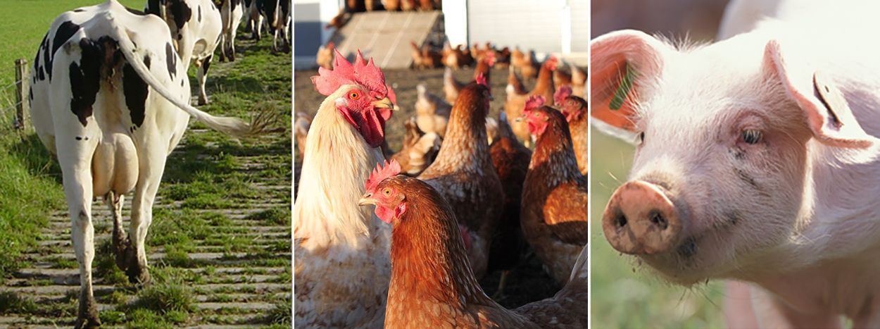 Dreiteiliges Bild, rechts eine Kuh von hinten, mittig Hühner im Freiland, links ein Kopf eines Schweins