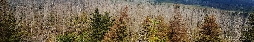 Blick von oben auf eine Waldfläche mit vielen abgestorbenen Bäumen