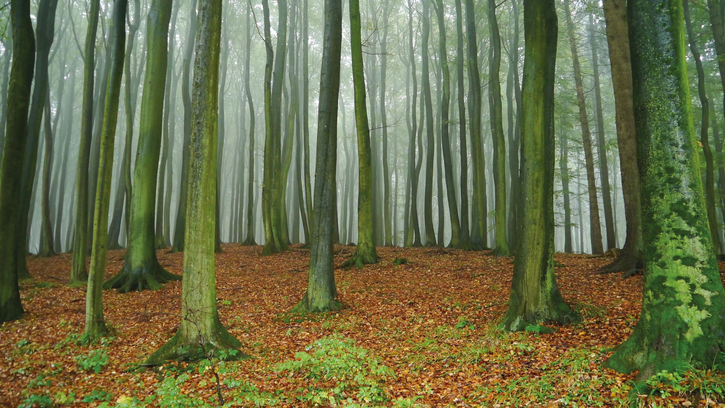 Thünen Die Rotbuche, häufigster Laubbaum in Deutschland