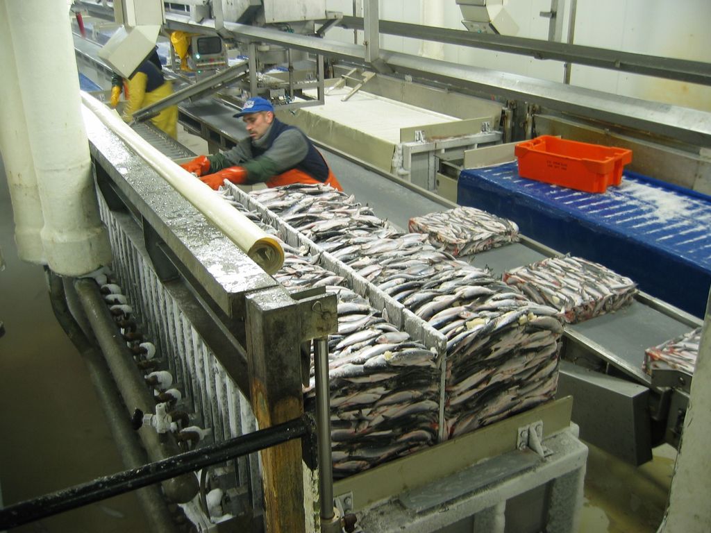 Fish processing factory below deck: In deep-sea trawlers, the fish caught is processed directly and stored in freezers.