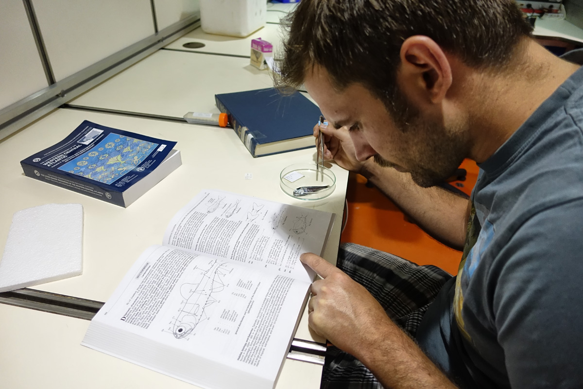 Doktorand Jan-Dag Pohlmann bei der Bestimmung eines Laternenfisches.