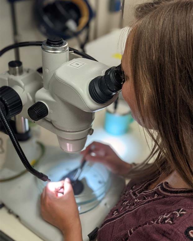 Sabrina Duncan identifies mesopelagic fish, before extracting tissue.