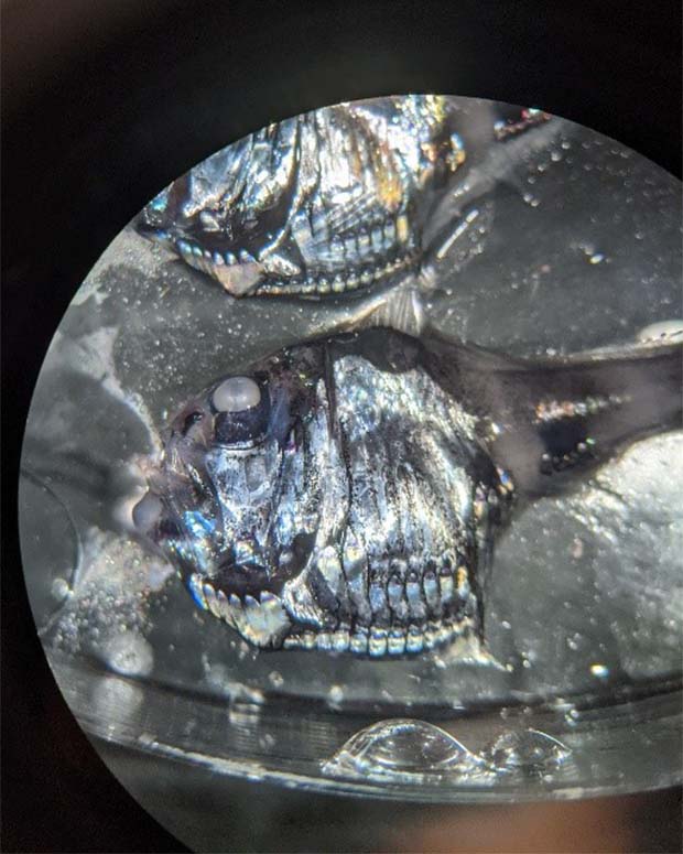 Argyropelacus hemigymnus under the microscope.