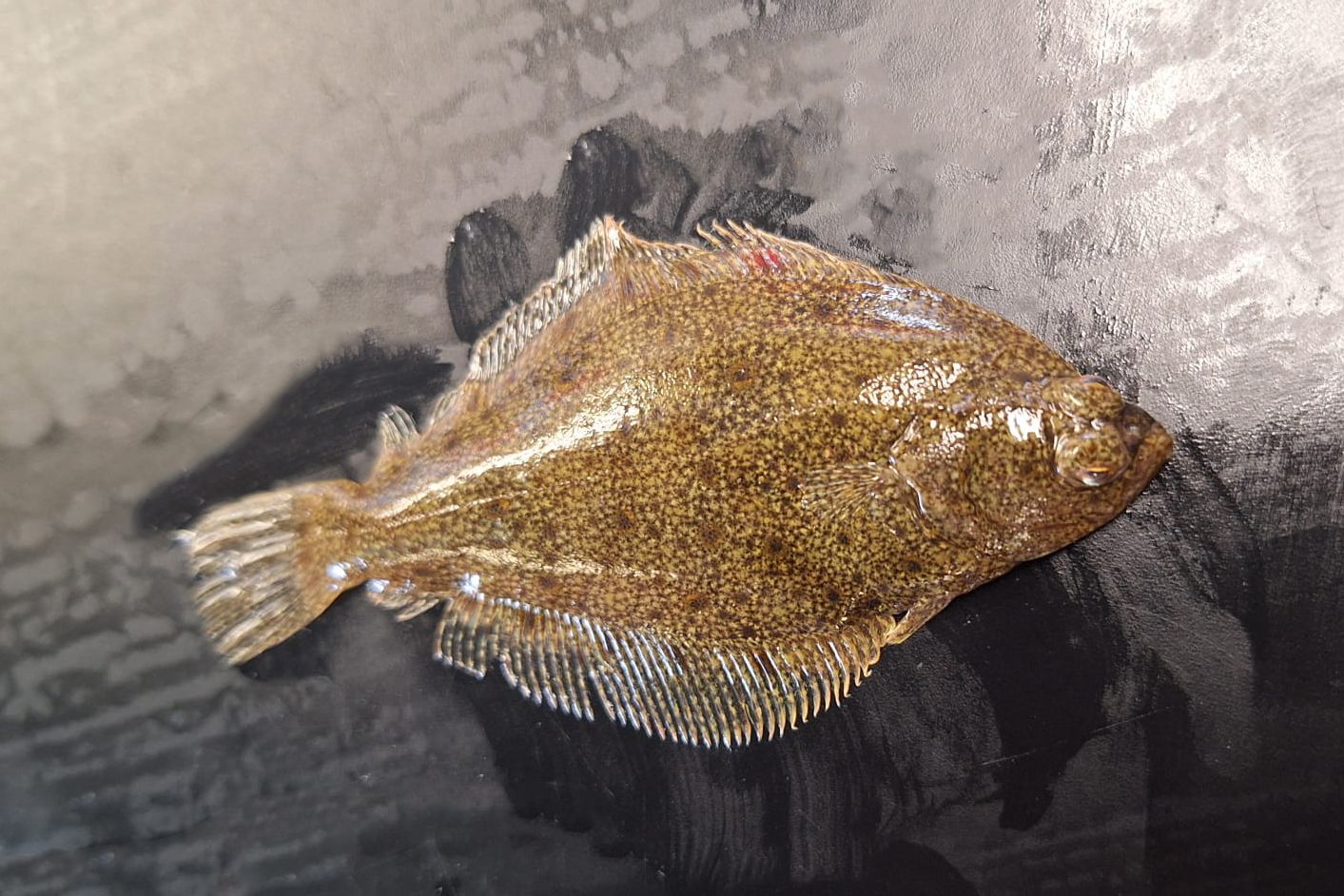 Scholle Eine kleine schön gemusterte Scholle liegt auf einer Metalloberfläche.