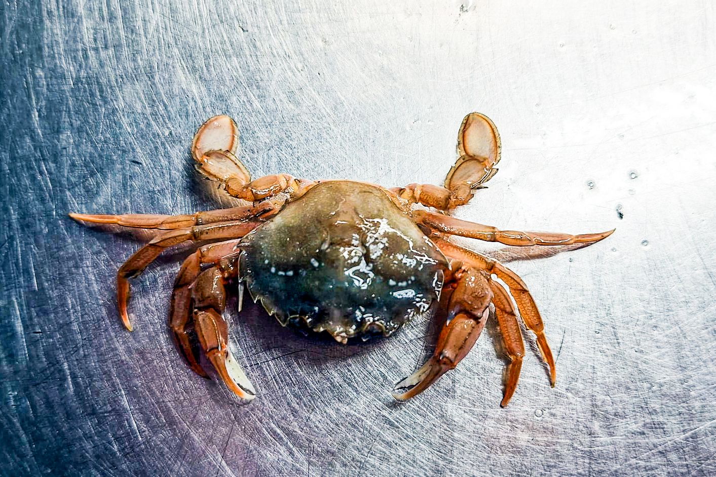 Schwimmkrabbe von oben Blick von oben auf eine Schwimmkrabbe, man sieht ganz gut die hinteren Beinchen mit den Paddeln.