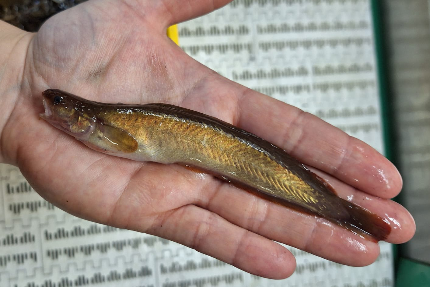 Seequappe Ein kleiner grünlich schimmernder Fisch liegt auf einer Hand.