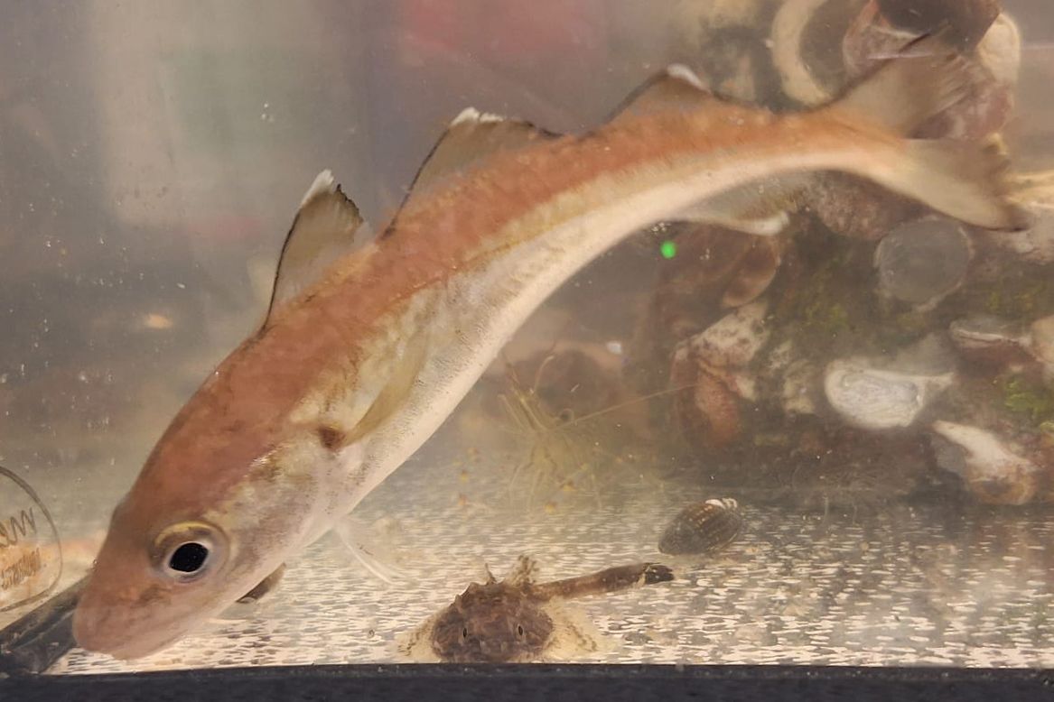 Wittling Ein Fisch im Aquarium