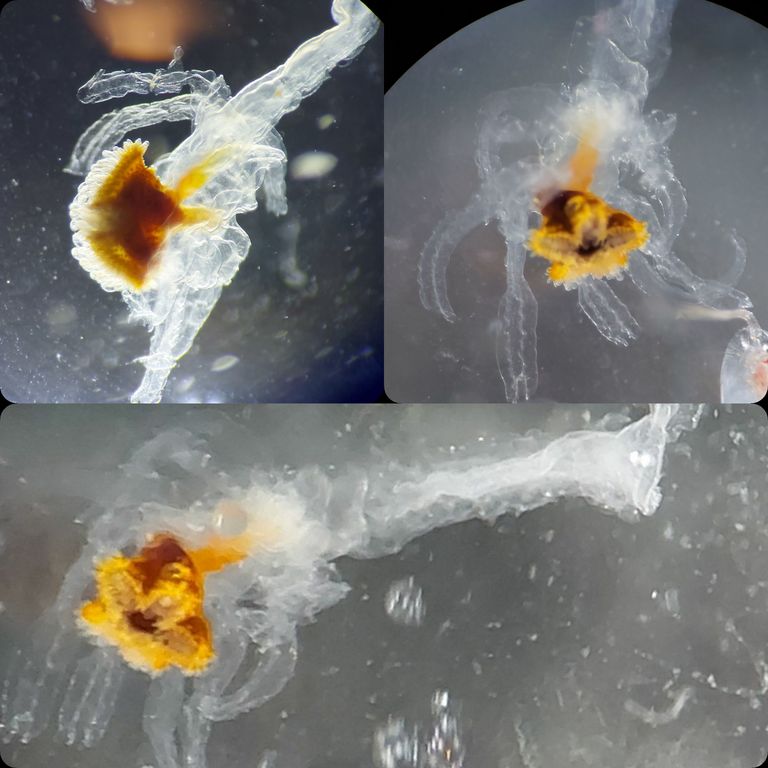 Various pictures of the Bipinnaria larva of the starfish Luidia sarsi
