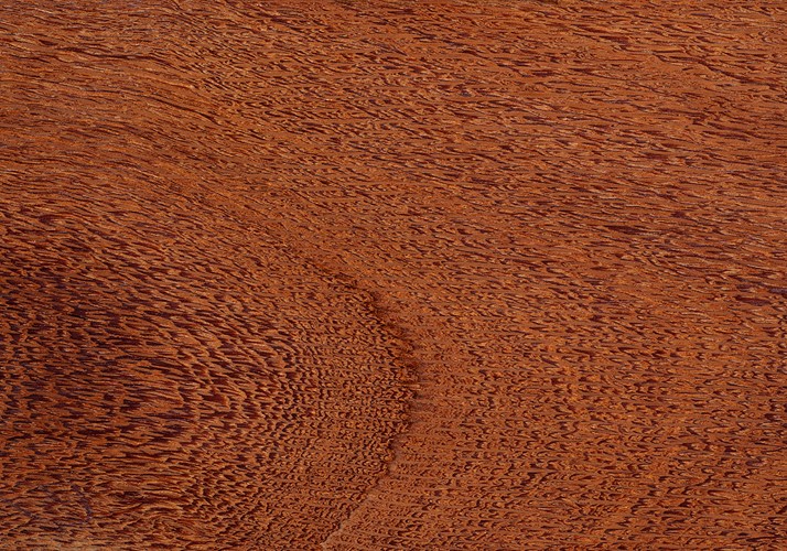 Ein Brett aus dem Tropenholz Louro faia mit typischer Maserung